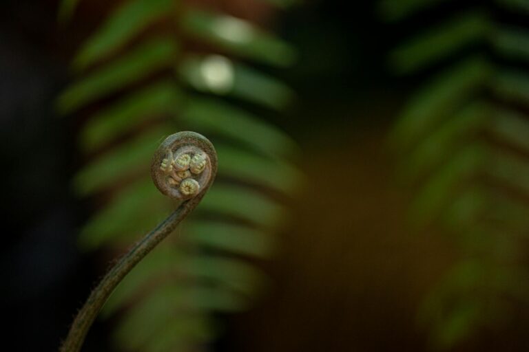 Bikenibeu–Kiribati