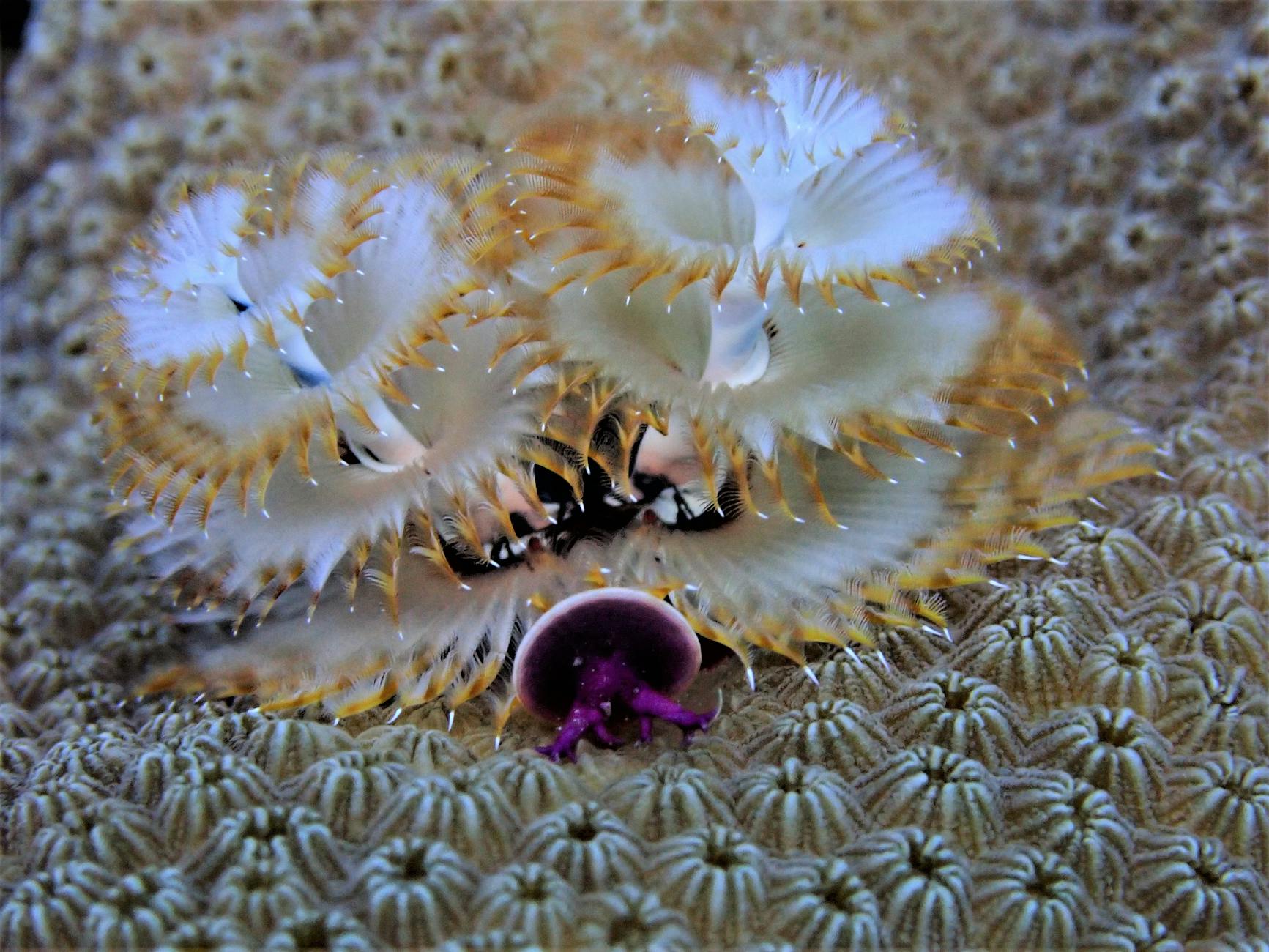 Bonaire: A Hidden Gem in the Caribbean