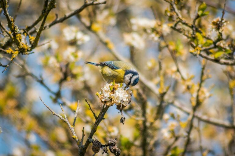 Christchurch–New Zealand