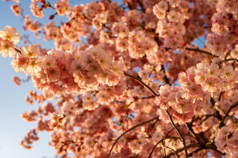 Exploring the Enchantment of France