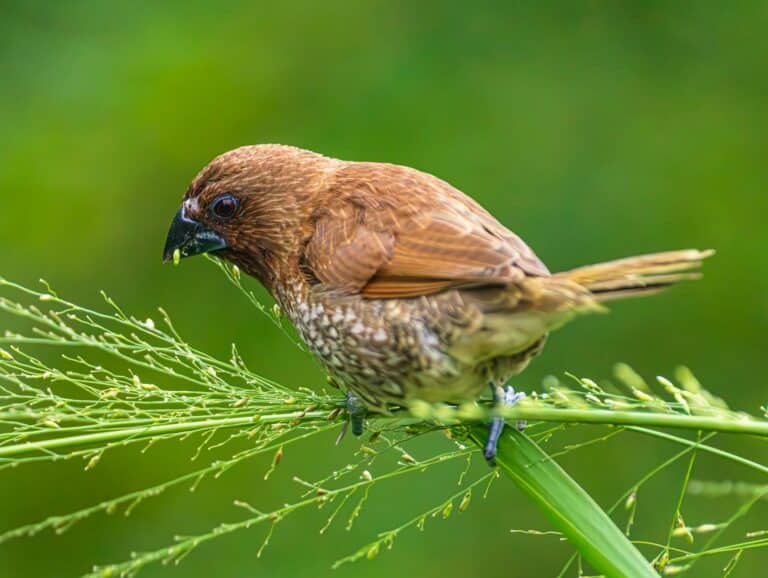Munda–Solomon Islands