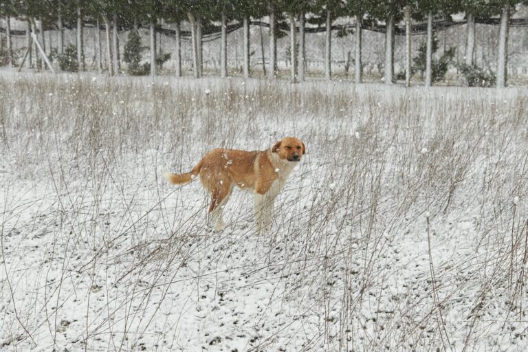 nevessão-tomé-and-príncipe