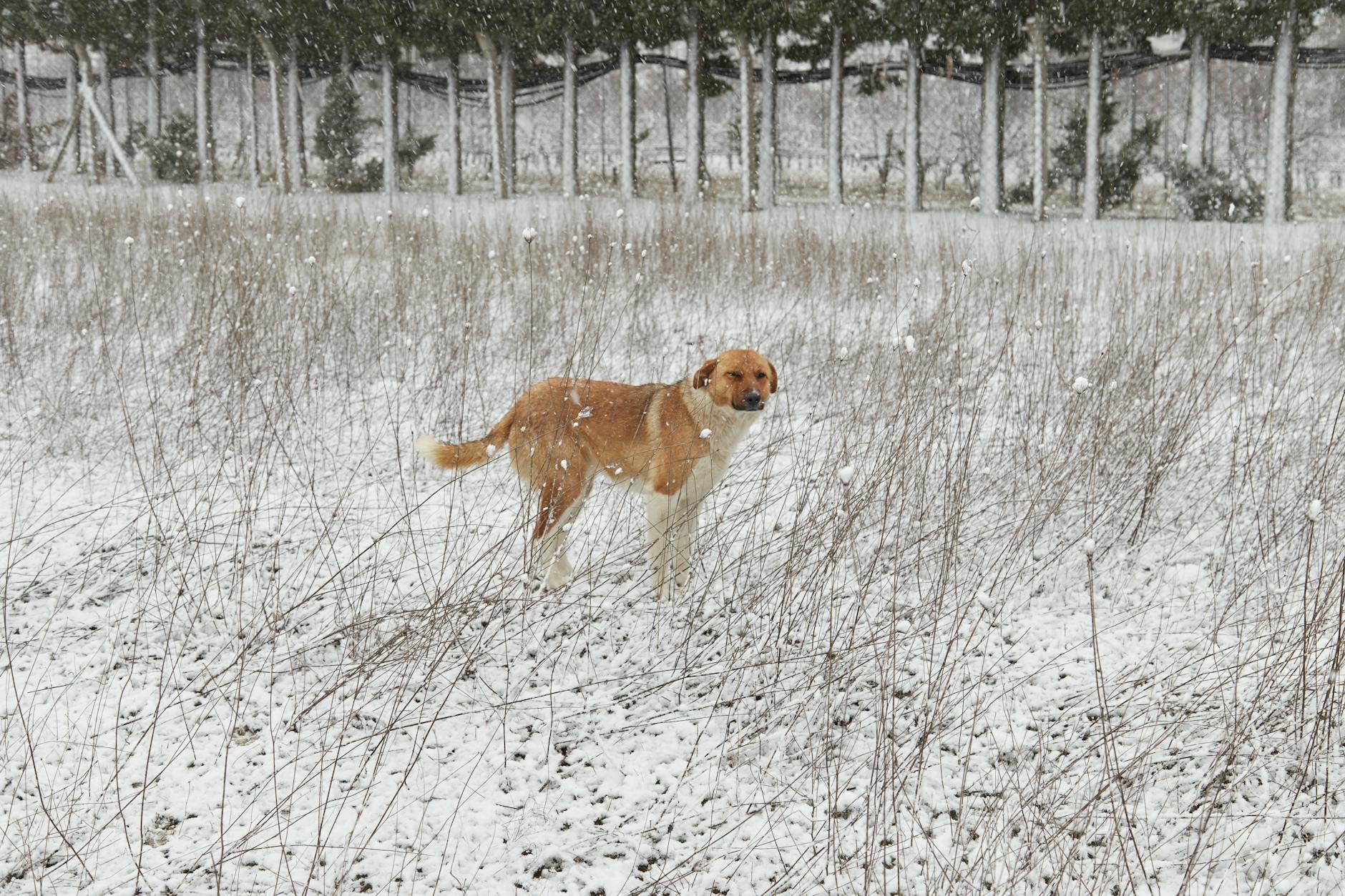 nevessão-tomé-and-príncipe