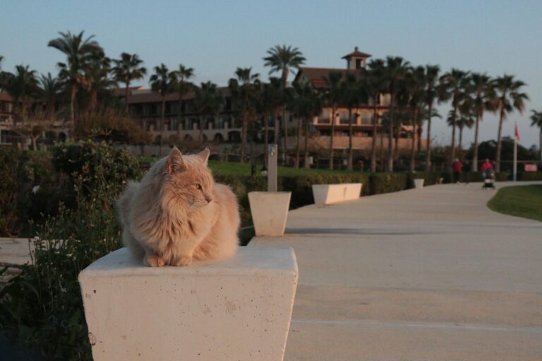 Ngatangiia–Cook Islands