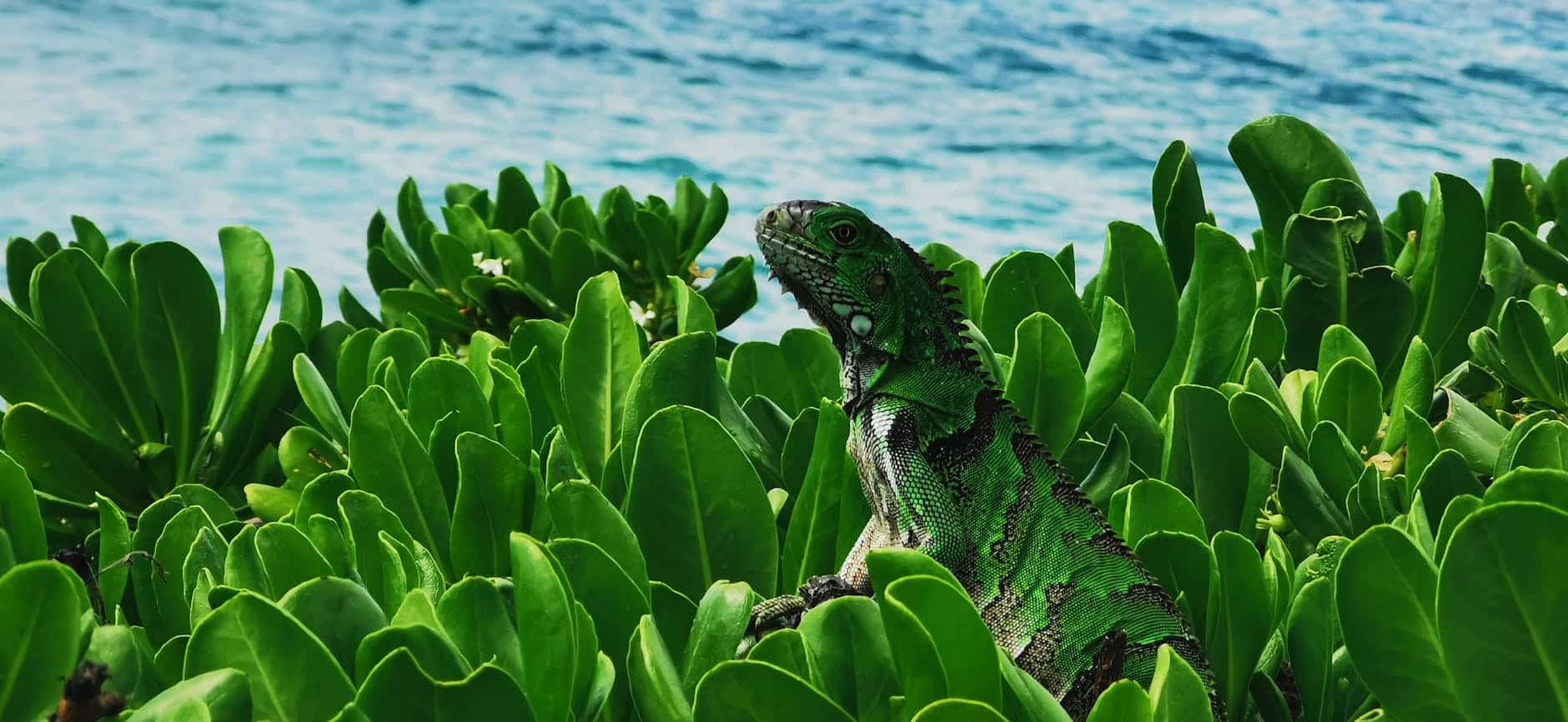 Oranjestad – Aruba