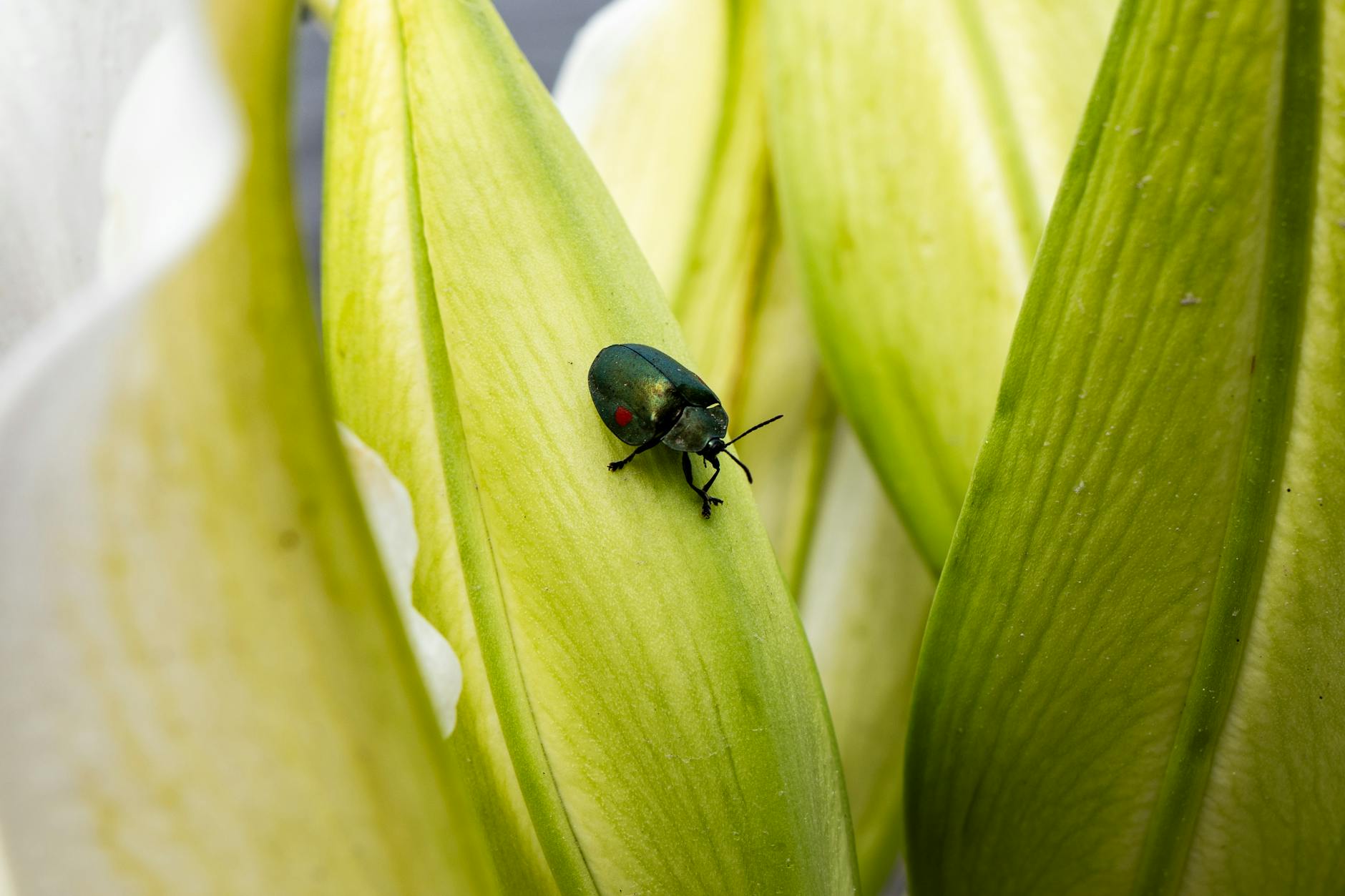 Quetzaltenango–Guatemala