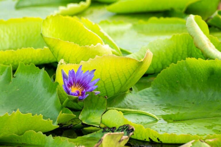 Saint Kitts and Nevis