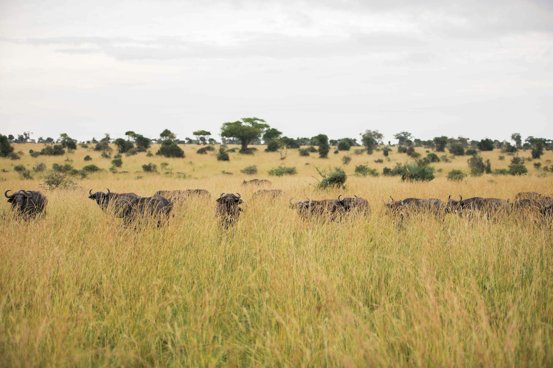 Uganda