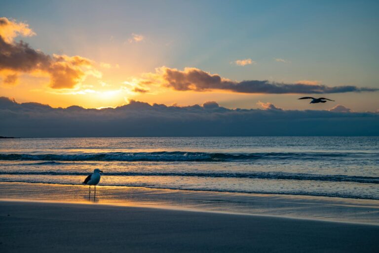 Visit Cape Bird – New Zealand