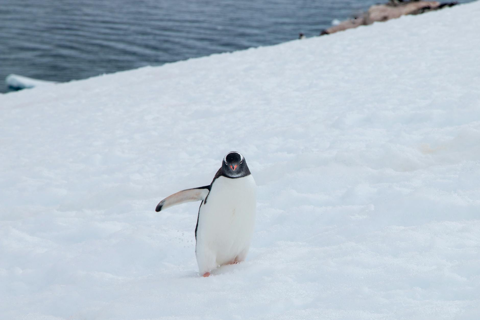 Experience the Wonders of Antarctic Wildlife
