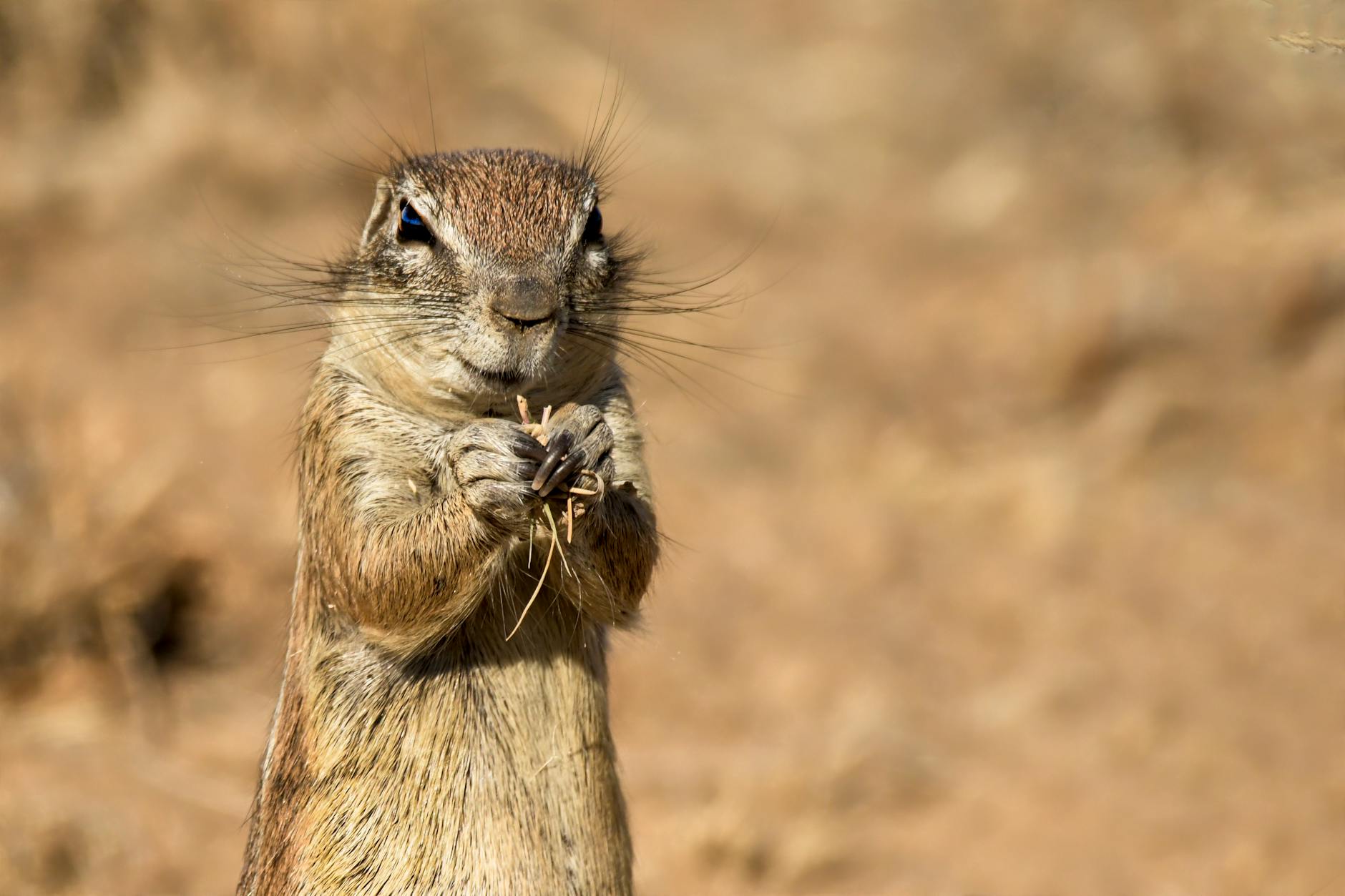 Visit Kasane – Botswana